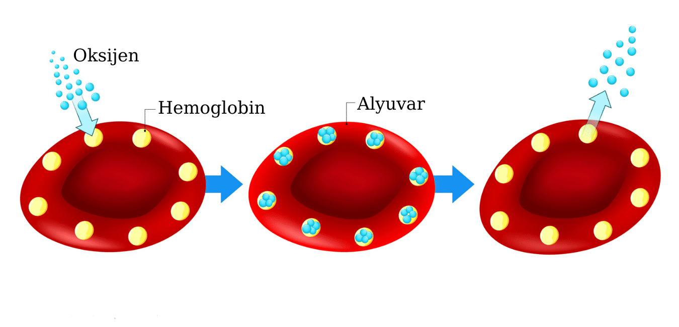 Kan oksijen seviyesi